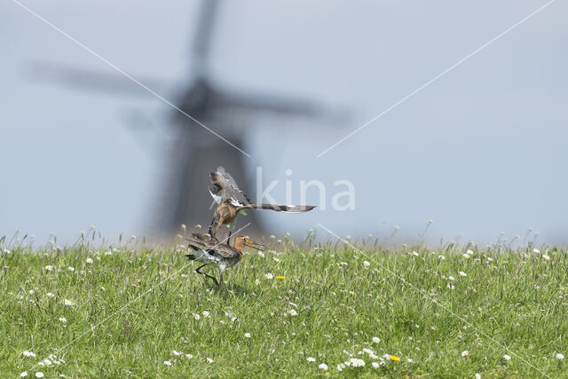 Grutto (Limosa limosa)