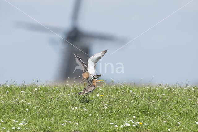 Black-tailed Godwit (Limosa limosa)