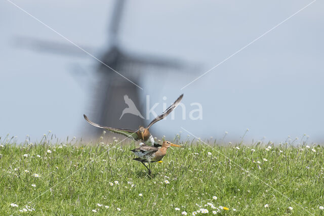 Black-tailed Godwit (Limosa limosa)