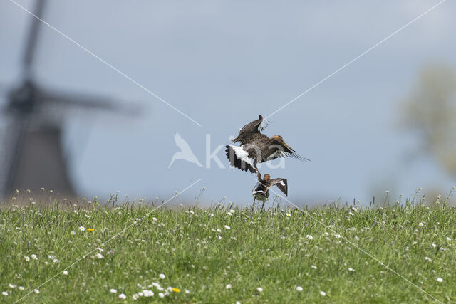 Black-tailed Godwit (Limosa limosa)