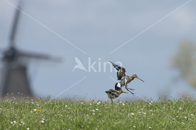 Grutto (Limosa limosa)