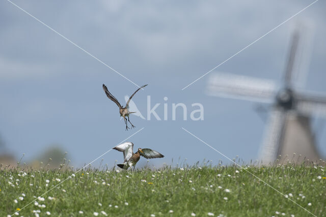 Grutto (Limosa limosa)