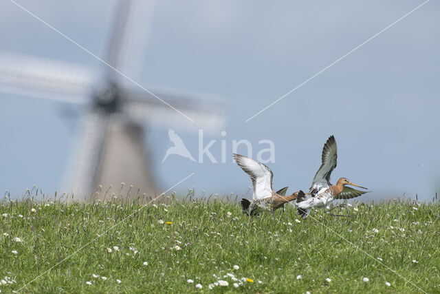 Black-tailed Godwit (Limosa limosa)