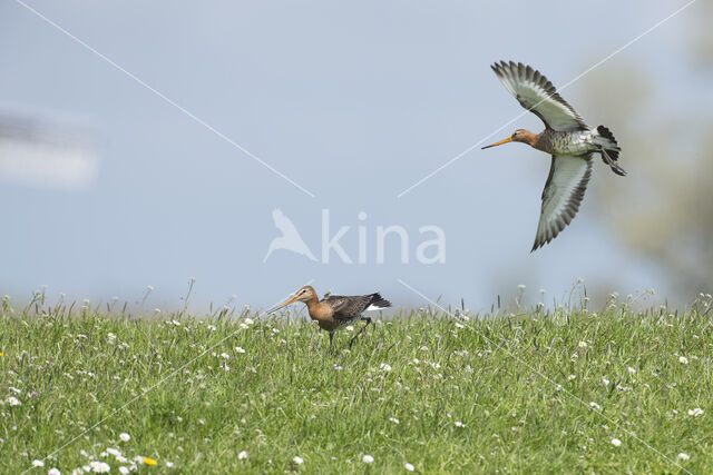 Black-tailed Godwit (Limosa limosa)