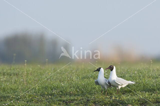 Black-headed Gull (Larus ridibundus)