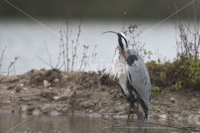 Blauwe Reiger (Ardea cinerea)