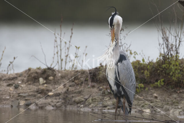 Blauwe Reiger (Ardea cinerea)