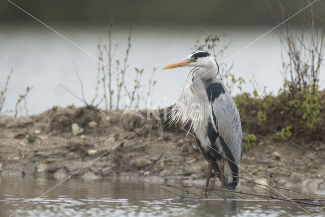 Grey Heron (Ardea cinerea)