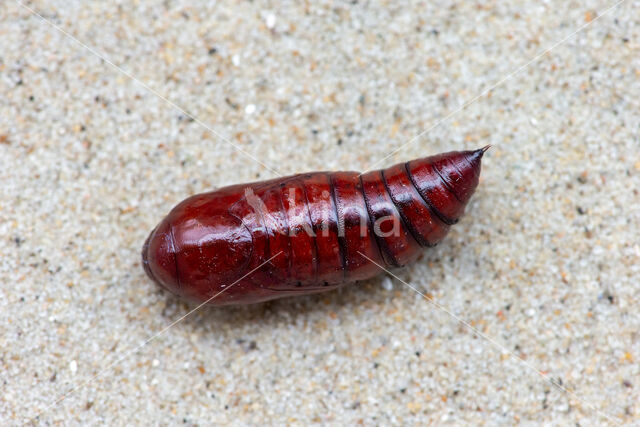 Large Yellow Underwing (Noctua pronuba)