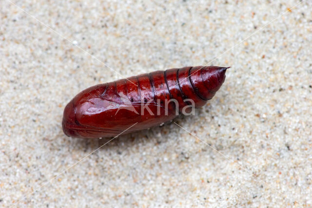 Large Yellow Underwing (Noctua pronuba)