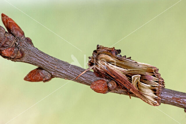 Gevlamde uil (Actinotia polyodon)