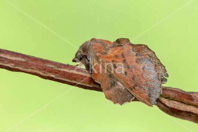 Espenblad (Phyllodesma tremulifolia)