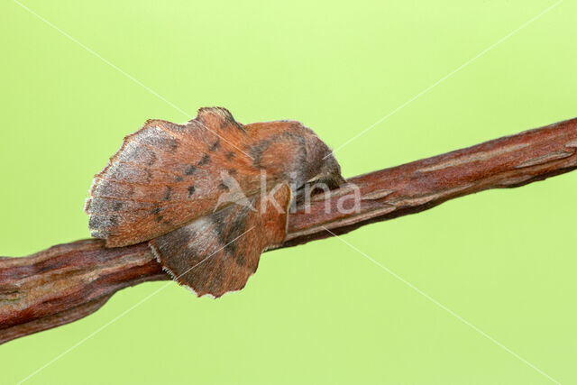 Espenblad (Phyllodesma tremulifolia)