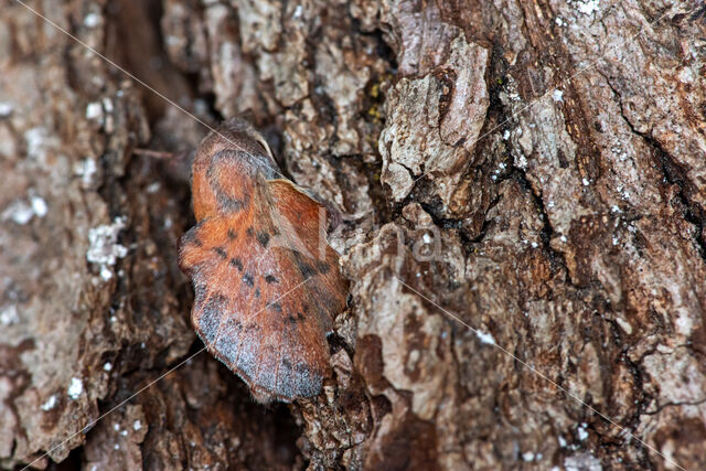 Espenblad (Phyllodesma tremulifolia)