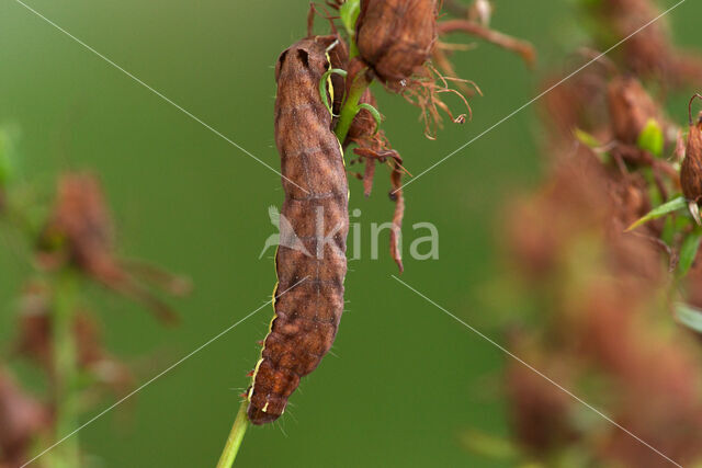 Gevlamde uil (Actinotia polyodon)