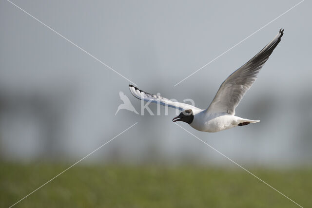 Black-headed Gull (Larus ridibundus)