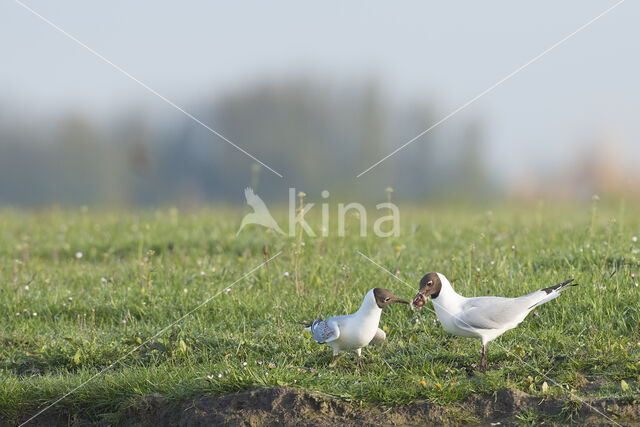 Black-headed Gull (Larus ridibundus)