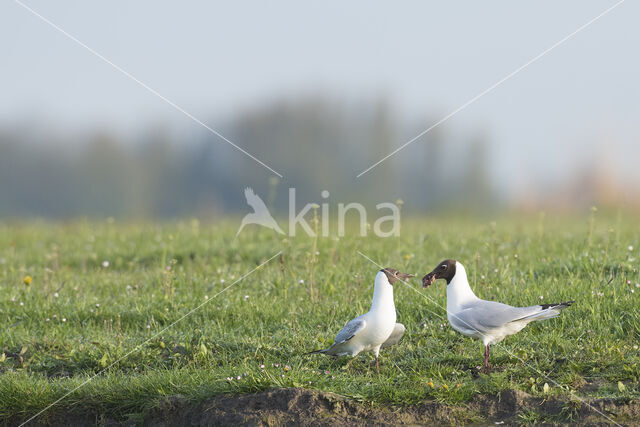 Black-headed Gull (Larus ridibundus)