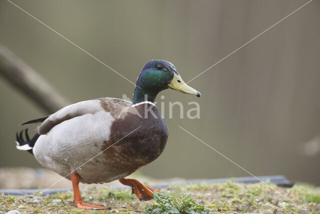 Wilde Eend (Anas platyrhynchos)