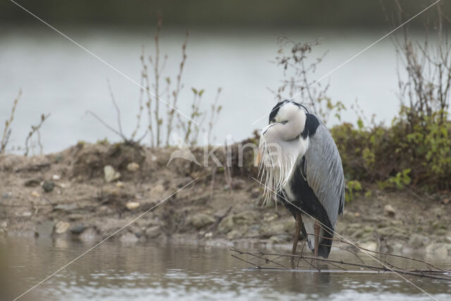 Blauwe Reiger (Ardea cinerea)