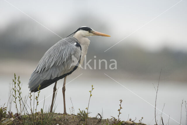 Grey Heron (Ardea cinerea)