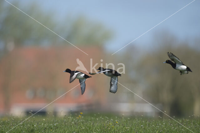 Tufted Duck (Aythya fuligula)