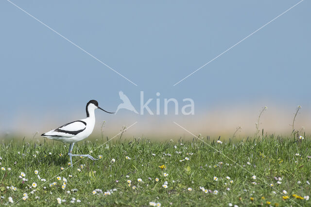 Pied Avocet (Recurvirostra avosetta)