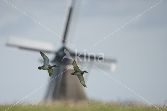 Gadwall (Anas strepera)