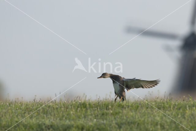 Krakeend (Anas strepera)