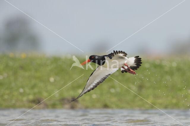 Oystercatcher (Haematopus ostralegus)