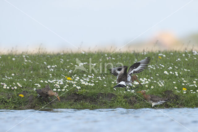 Black-tailed Godwit (Limosa limosa)