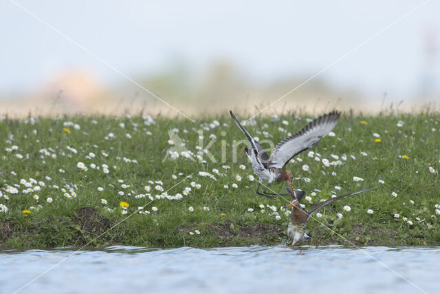 Black-tailed Godwit (Limosa limosa)