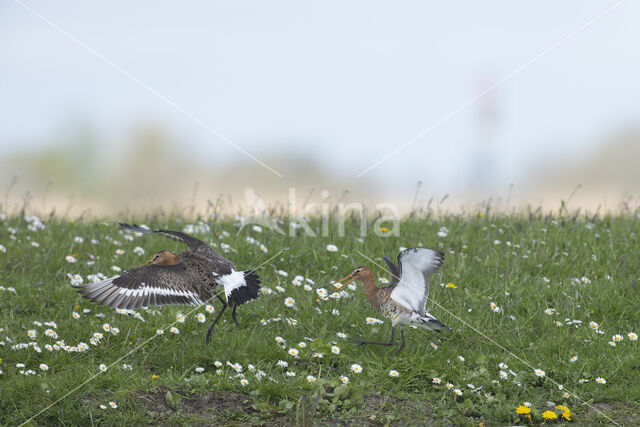 Grutto (Limosa limosa)