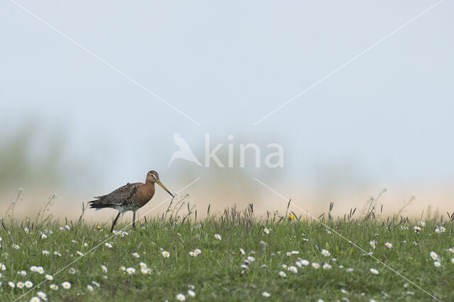 Black-tailed Godwit (Limosa limosa)