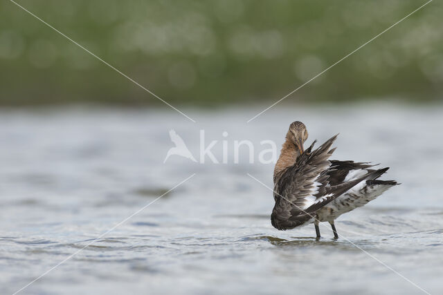 Black-tailed Godwit (Limosa limosa)