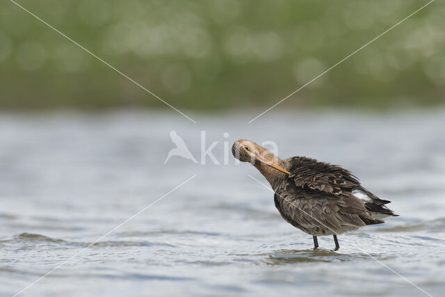 Black-tailed Godwit (Limosa limosa)