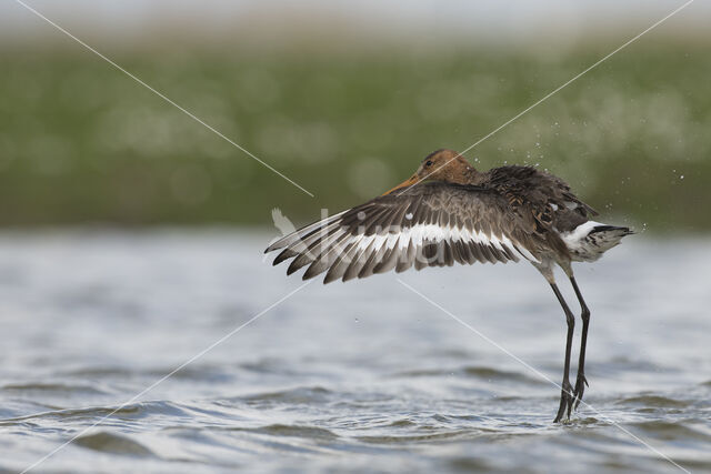 Grutto (Limosa limosa)