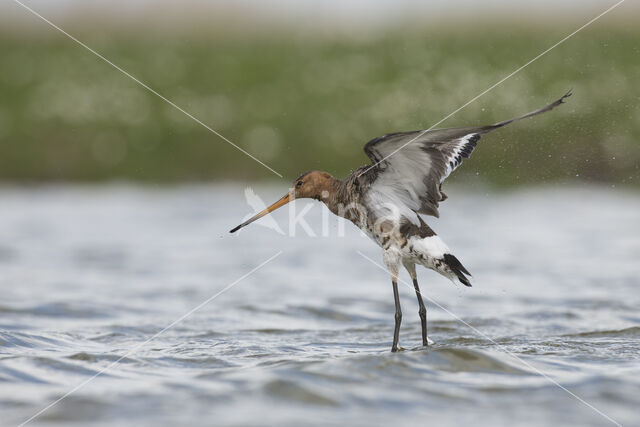 Grutto (Limosa limosa)