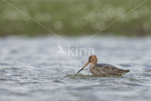 Grutto (Limosa limosa)