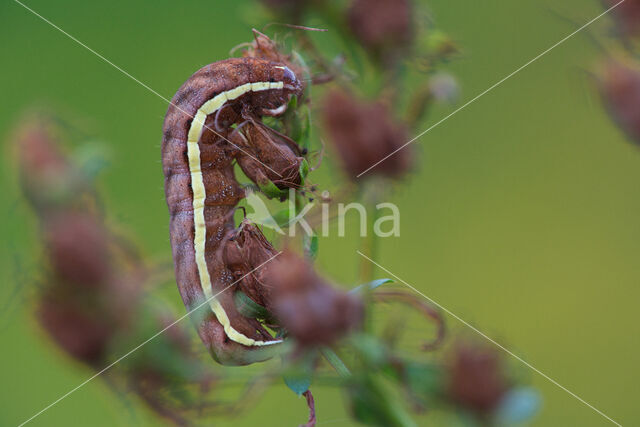 Gevlamde uil (Actinotia polyodon)