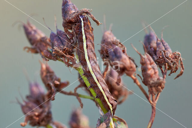 Gevlamde uil (Actinotia polyodon)