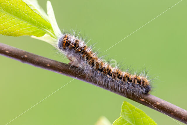 Northern Eggar (Lasiocampa quercus)