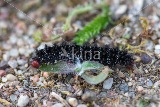 Veldparelmoervlinder (Melitaea cinxia)