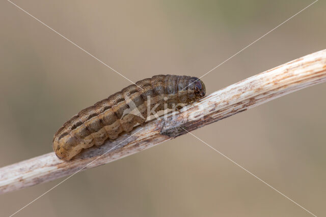 Square-spot Rustic (Xestia xanthographa)