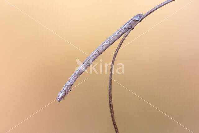 Bruine heispanner (Selidosema brunnearia)