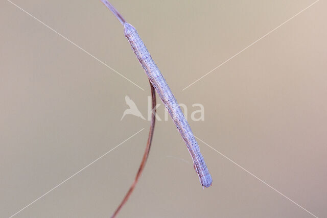 Selidosema brunnearia
