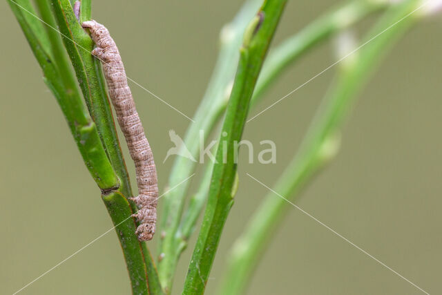 Mottled Beauty (Alcis repandata)