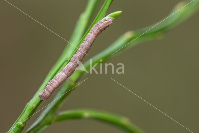 Variabele spikkelspanner (Alcis repandata)