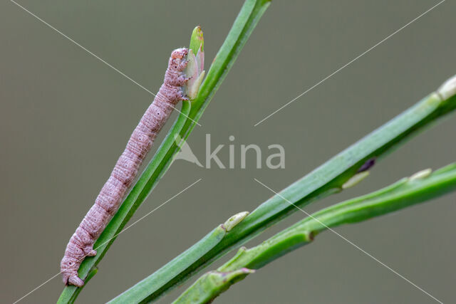 Variabele spikkelspanner (Alcis repandata)