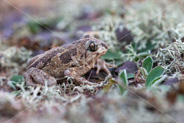 Common Spadefoot Toad (Pelobates fuscus)